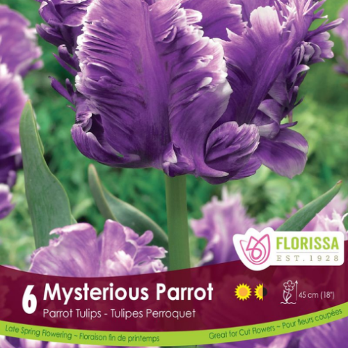 Bulbes de tulipes 'Mysterious Parrot'