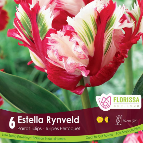 Bulbes de tulipes 'Estella Rynveld'