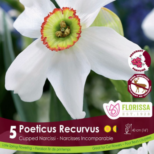 Bulbes de narcisses 'Poeticus Recurvus'