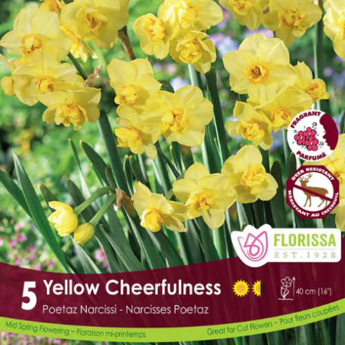 Bulbes de narcisses 'Yellow Cheerfulness'