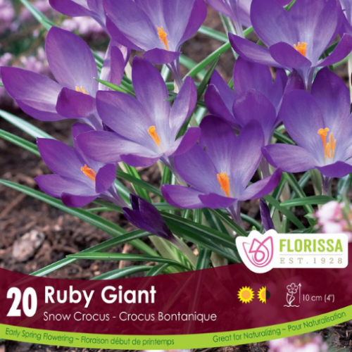 Bulbes de crocus 'Ruby Giant'