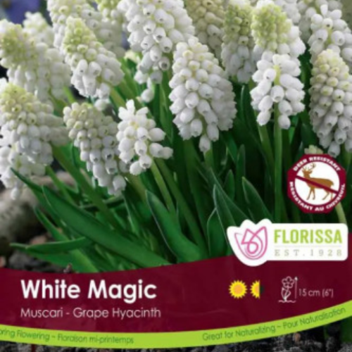 Bulbes de Muscari 'White Magic'