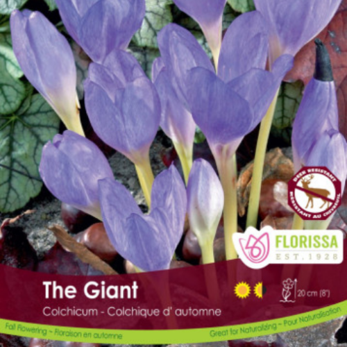 Bulbes Colchicum 'The Giant' 