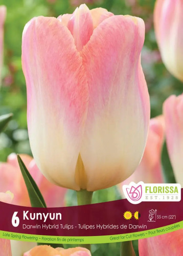 Bulbes de tulipes 'Kunyun' 