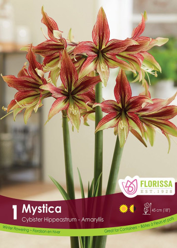 Bulbe d'amaryllis "Mystica"