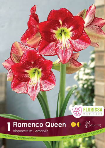 Bulbe d'amaryllis "Flamenco Queen"