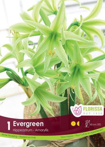 Bulbe d'amaryllis 'Evergreen'
