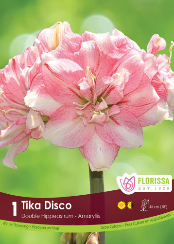 Bulbe d'amaryllis 'Tika Disco'