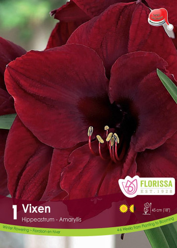 Bulbe d'amaryllis Xmas Bloom "Vixen"