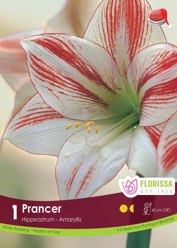 Bulbe d'amaryllis Xmas bloom 'Prancer'