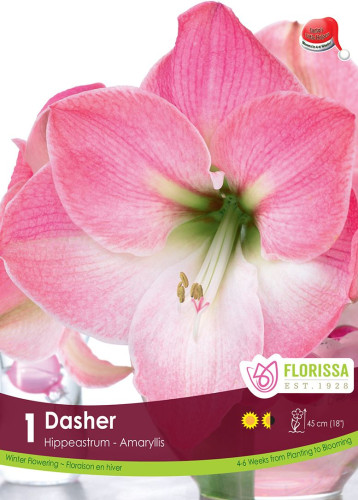 Bulbe d'amaryllis Xmas bloom 'Dasher'