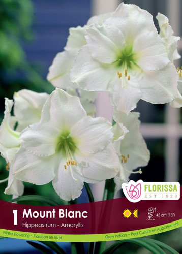 Bulbe d'amaryllis "Mont Blanc"