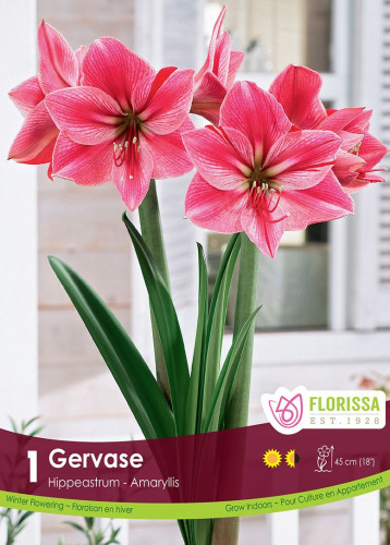 Bulbe d'amaryllis "Gervase"