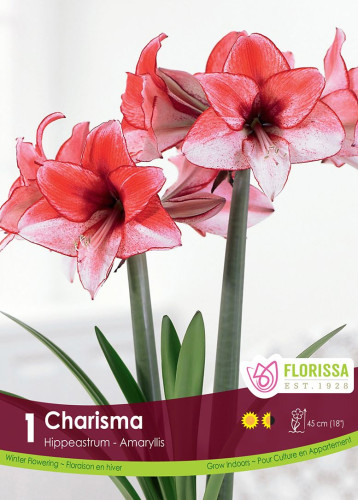 Bulbes d'amaryllis " Charisma"