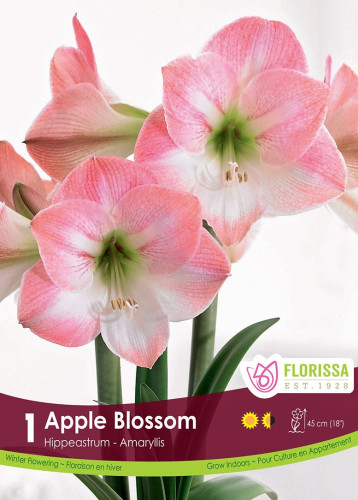 Bulbes d'amaryllis "Apple Blossom"