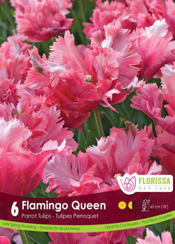 Bulbes de tulipes 'Flamingo Queen'