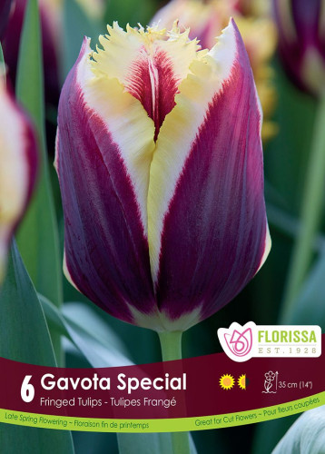 Bulbes de tulipes 'Gavota Special'