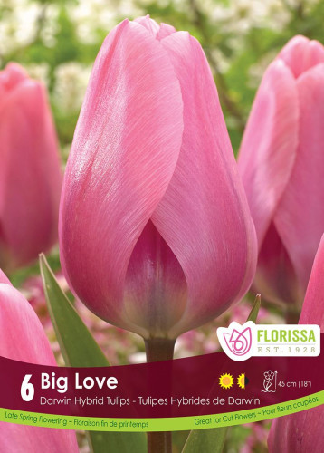 Bulbes de tulipes 'Big Love'