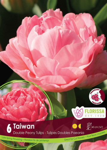 Bulbes de tulipes 'Taiwan'