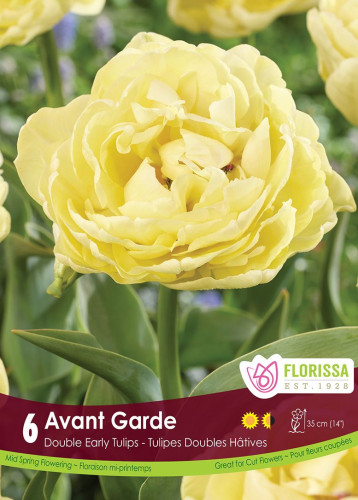 Bulbes de tulipes 'Avant Garde'