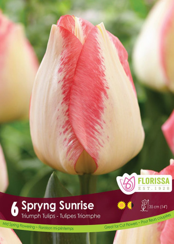 Bulbes de tulipes 'Spryng Sunrise'