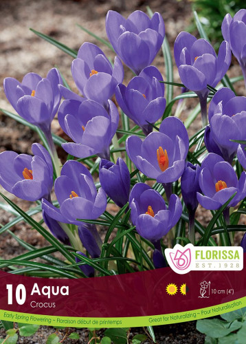 Bulbes de Crocus 'Aqua'