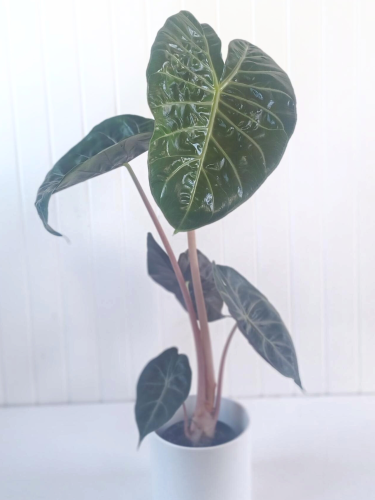 Alocasia baginda 'Pink Princess' - 4"