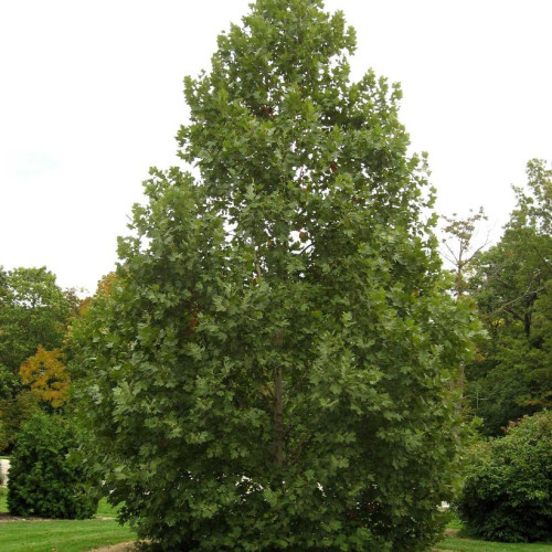 Platanus x acerifolia 'Exclamation'