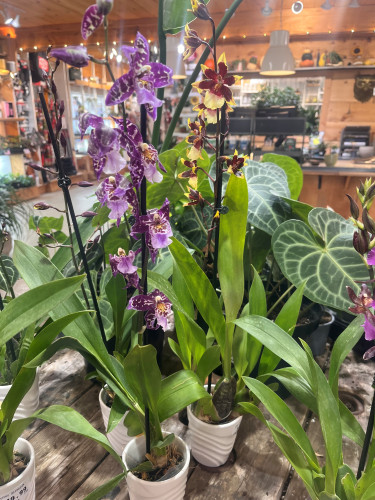 Orchidée 'Oncidium' - 3,5"
