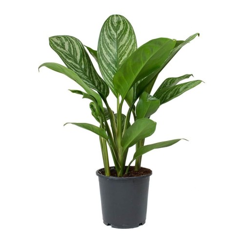 Aglaonema 'Stripes'