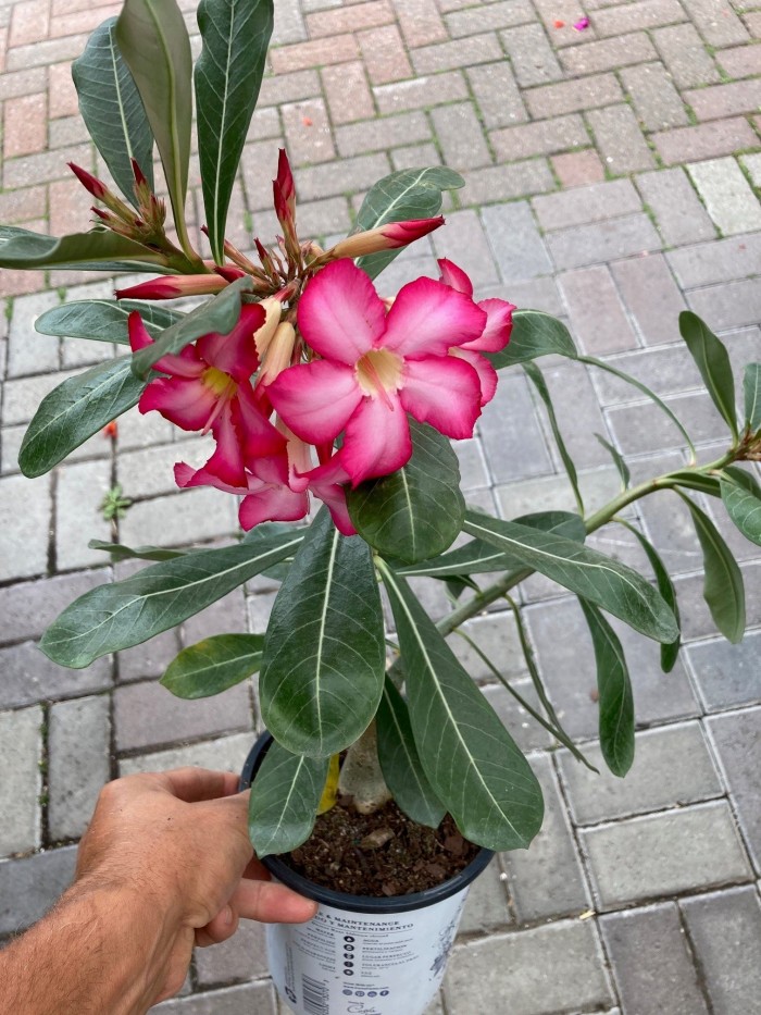 Adenium obesum - Rose du désert - Faucher - Plantes et Pavés
