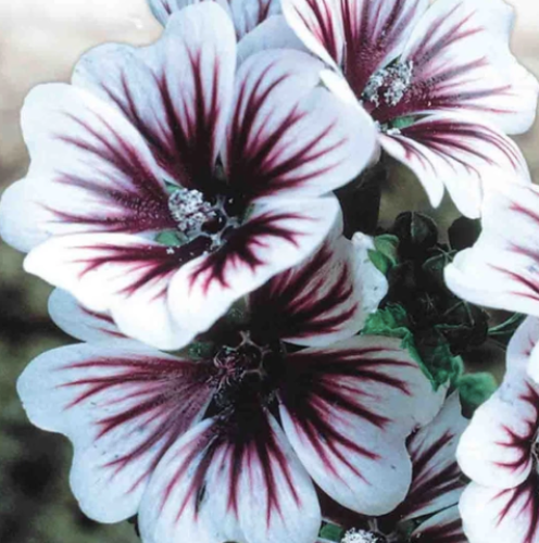 Semence - Mauve Zebrina"