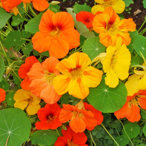 Capucine 'Jewel'  - BIO - Semences