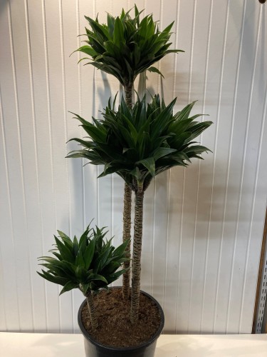 Dracaena deremensis 'Janet Craig' Compacta