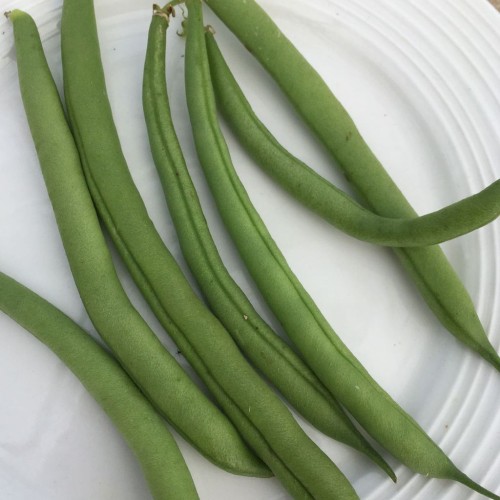 Haricot nain vert "Provider" - BIO - Semences