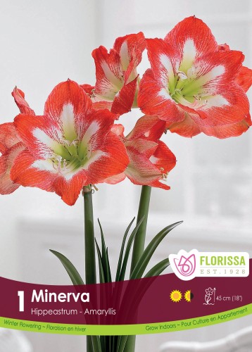 Bulbe d'Amaryllis 'Minerva'