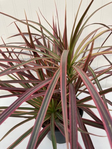 Dracaena marginata 'Colorama' - Dragonnier marginé de Madagascar
