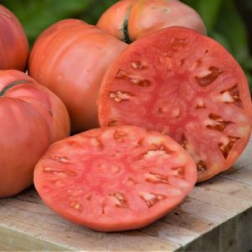 Tomate Beefsteak ' Dester' - BIO- Semences