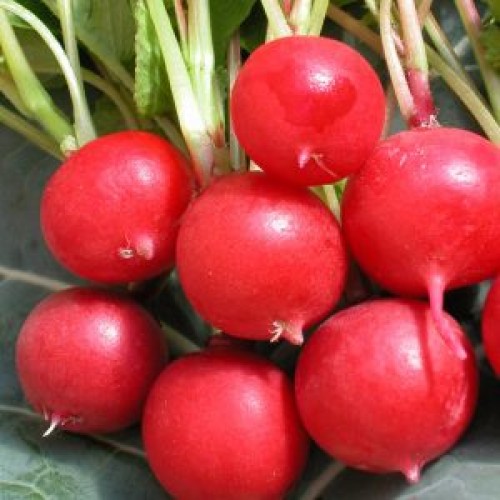 Radis 'Cherry Belle'- BIO- Semences