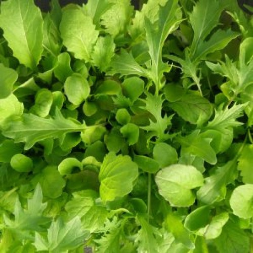 Mesclun de luxe  - BIO - Semences