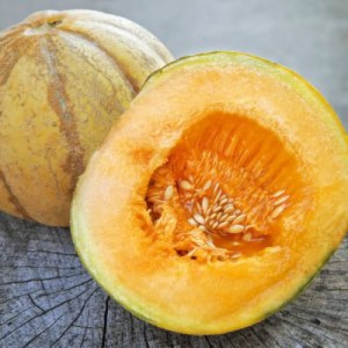 Melon brodé d'Oka  - Semences BIO
