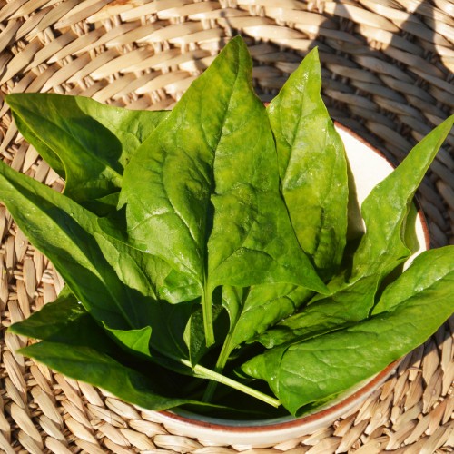 Épinard 'Verdil' - BIO- Semences