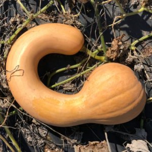 Courge 'Canada Crookneck'- BIO - Semences