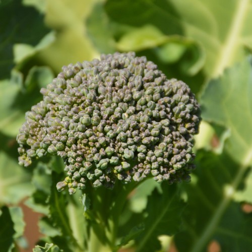 Brocoli De Cicco  - Semences BIO