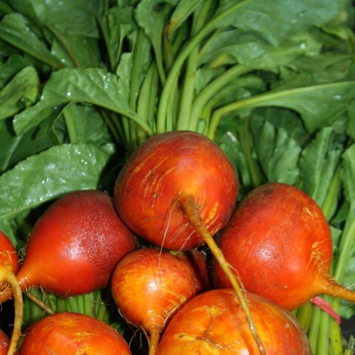 Betterave 'Touchstone Gold' - Semences BIO