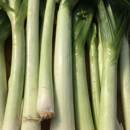 Poireau  'Tadorna' - Semences BIO