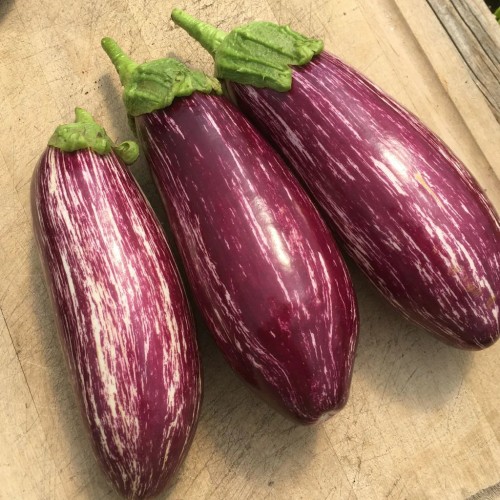 Aubergine 'Listada' - Semences BIO