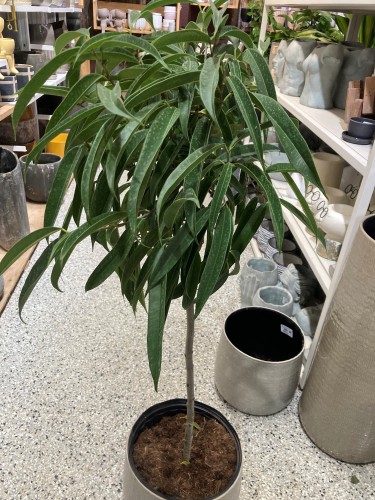 Ficus maclellandii - Ficus 'Alii' sur tige