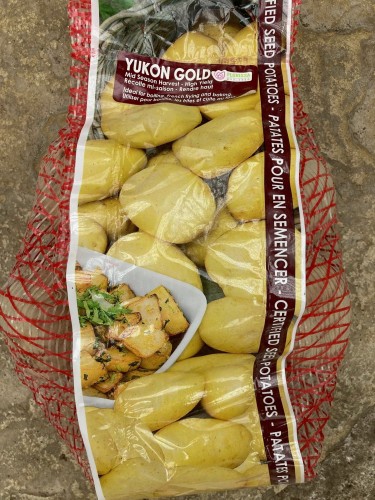 Semence Patate-Pomme de terre 'Yukon Gold'