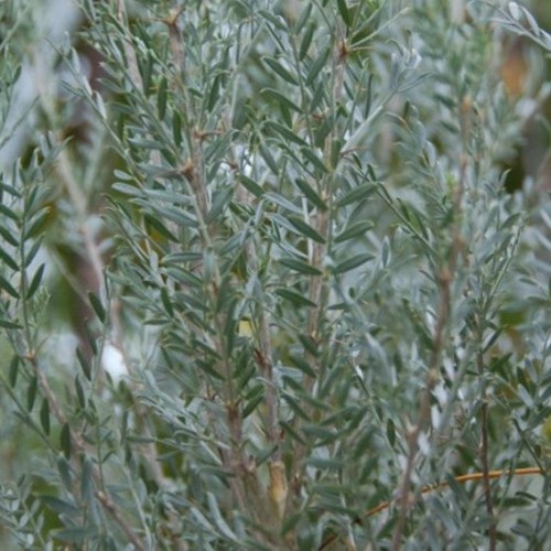 Caranaga mongolica 'Silver Spire'